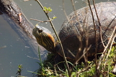 Trachemys dorbigni