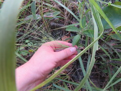 Eragrostis spectabilis
