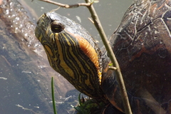 Trachemys dorbigni