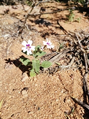 Jamesbrittenia racemosa