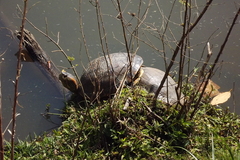 Trachemys dorbigni