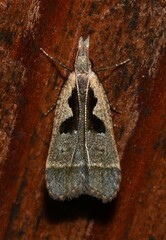 Dichomeris setosella