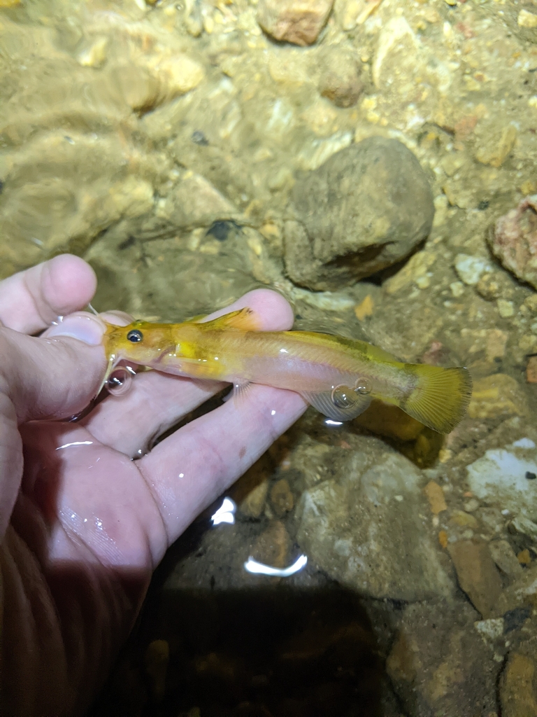 Black River Madtom