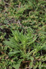 Ajuga chamaepitys