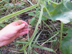 Eragrostis spectabilis