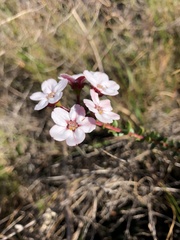 Adenandra