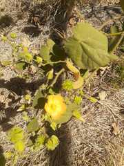 Abutilon grandifolium