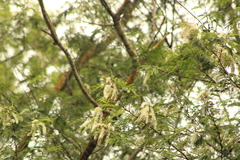 Prosopis laevigata