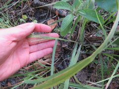 Eragrostis spectabilis