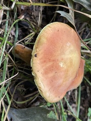 Suillus grevillei