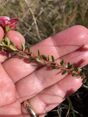 Adenandra