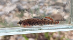 Etheostoma uniporum