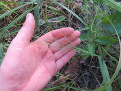 Eragrostis spectabilis