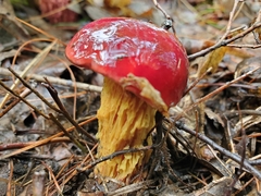 Exsudoporus