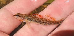 Etheostoma fragi