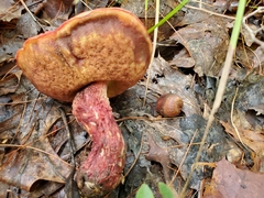 Exsudoporus