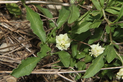 Chamaesaracha edwardsiana