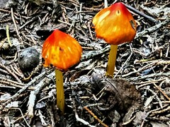 Hygrocybe