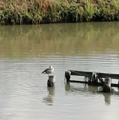 Callonetta leucophrys