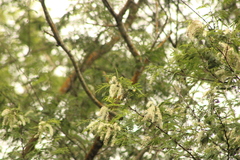 Prosopis laevigata