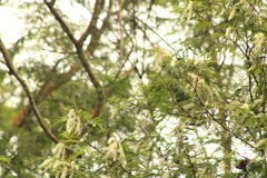 Prosopis laevigata