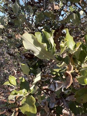 Garrya elliptica