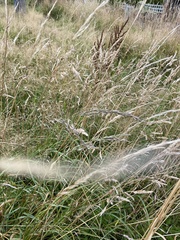 Calamagrostis epigejos