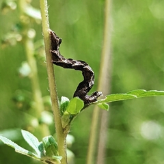 Ponometia erastrioides