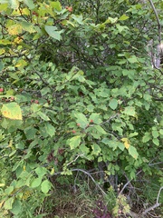 Crataegus succulenta