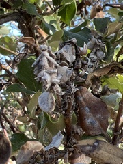 Garrya elliptica