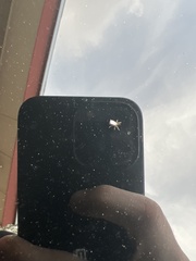 Entomobrya unostrigata