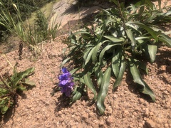 Penstemon glaber