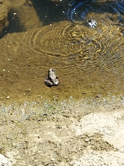 Lithobates catesbeianus