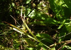 Carex intumescens