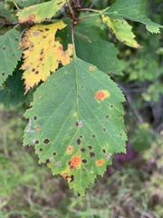 Crataegus succulenta