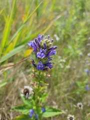 Agastache foeniculum