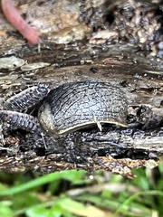 Tandonia budapestensis
