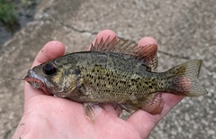 Ambloplites constellatus