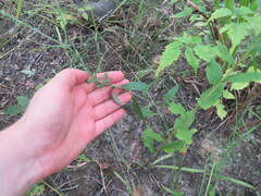 Symphyotrichum undulatum