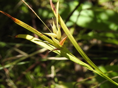 Carex intumescens
