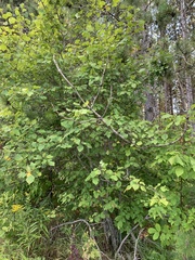 Crataegus succulenta