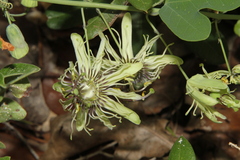 Passiflora affinis