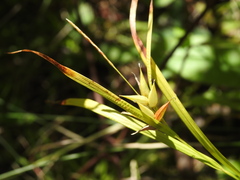 Carex intumescens