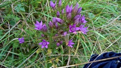 Gentianella germanica