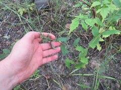 Symphyotrichum undulatum