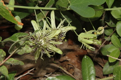 Passiflora affinis