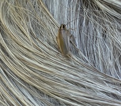 Blattella