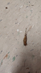 Scutigera coleoptrata