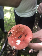 Russula emetica