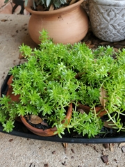 Sedum japonicum